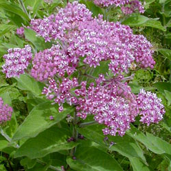 Swamp Milkweed